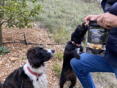 Conseils de dressage du chien truffier