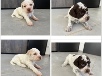 Chiots Lagotto Romagnolo
