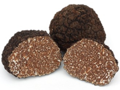 Tuber Uncinatum, la délicieuse truffe de Bourgogne